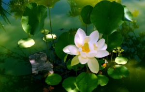 Lotus High Definition Wallpapers Lotus High Definition Wallpapers