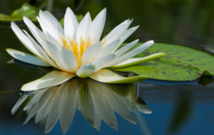 Lotus Pictures Lotus Pictures