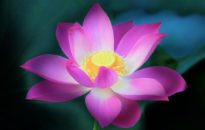 Lotus Wallpapers HD Lotus Wallpapers HD
