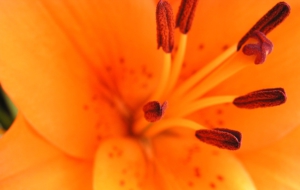 Orange Flower HD Desktop Orange Flower HD Desktop