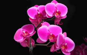 Orchid HD Wallpaper Orchid HD Wallpaper