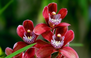 Orchid Walls Orchid Walls