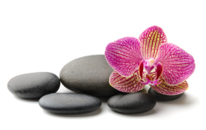 Orchid For Desktop Orchid For Desktop