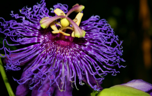 Passion Flower Wallpapers Passion Flower Wallpapers