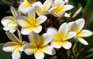 Plumeria High Definition Plumeria High Definition