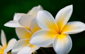 Plumeria Wallpaper Plumeria Wallpaper