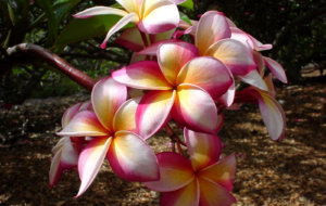 Plumeria Walls Plumeria Walls