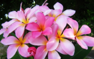 Plumeria Full HD Plumeria Full HD