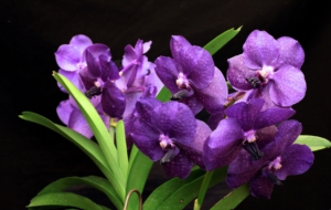 Purple Flower High Quality Wallpapers Purple Flower High Quality Wallpapers