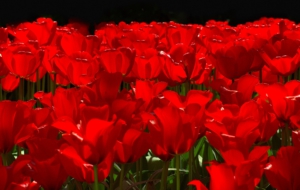 Red Tulips 4K Red Tulips 4K