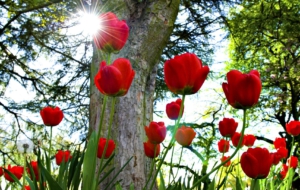 Red Tulips Computer Wallpaper Red Tulips Computer Wallpaper