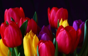 Red Tulips HD Background Red Tulips HD Background