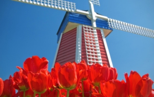 Red Tulips High Definition Red Tulips High Definition