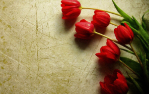 Red Tulips Wallpapers HD Red Tulips Wallpapers HD