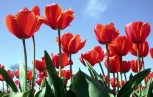 Red Tulips Widescreen Red Tulips Widescreen