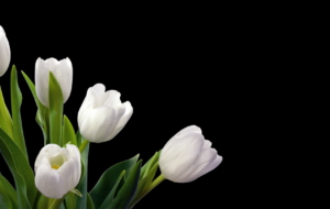 White Tulips High Definition White Tulips High Definition