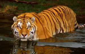 Bengal Tiger HD Deskto Bengal Tiger HD Deskto