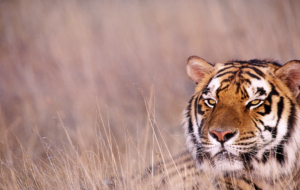 Bengal Tiger Wallpapers HD Bengal Tiger Wallpapers HD