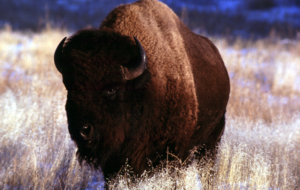 Bison Background Bison Background