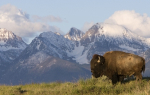 Bison Computer Wallpaper Bison Computer Wallpaper