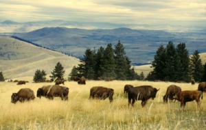 Bison Deskto Bison Deskto