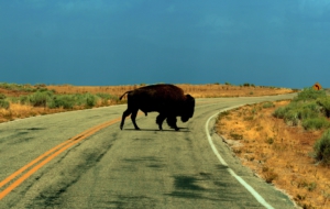 Bison HD Background Bison HD Background