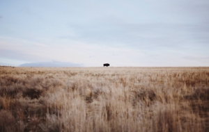 Bison High Definition Wallpapers Bison High Definition Wallpapers