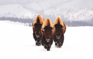 Bison High Quality Wallpapers Bison High Quality Wallpapers