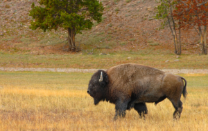 Bison Pictures Bison Pictures