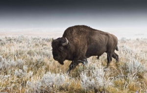 Bison Full HD Bison Full HD