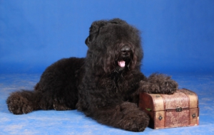 Black Russian Terrier Background Black Russian Terrier Background