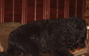 Black Russian Terrier Deskto Black Russian Terrier Deskto