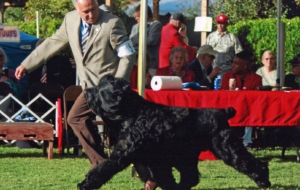 Black Russian Terrier HD Black Russian Terrier HD