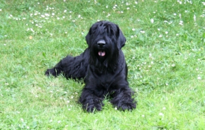 Black Russian Terrier HD Background Black Russian Terrier HD Background