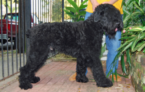 Black Russian Terrier HD Deskto Black Russian Terrier HD Deskto