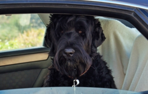 Black Russian Terrier HD Wallpaper Black Russian Terrier HD Wallpaper