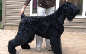 Black Russian Terrier High Quality Wallpapers Black Russian Terrier High Quality Wallpapers