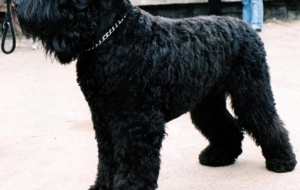 Black Russian Terrier Images Black Russian Terrier Images