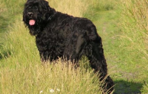Black Russian Terrier Photos Black Russian Terrier Photos