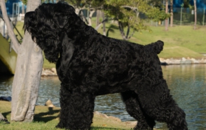 Black Russian Terrier Pictures Black Russian Terrier Pictures