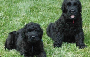 Black Russian Terrier Wallpaper Black Russian Terrier Wallpaper
