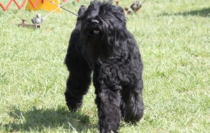 Black Russian Terrier Wallpapers Black Russian Terrier Wallpapers