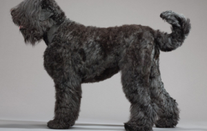Black Russian Terrier Wallpapers HD Black Russian Terrier Wallpapers HD