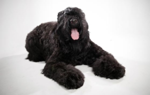Black Russian Terrier Widescreen Black Russian Terrier Widescreen