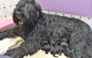 Black Russian Terrier For Deskto Black Russian Terrier For Deskto