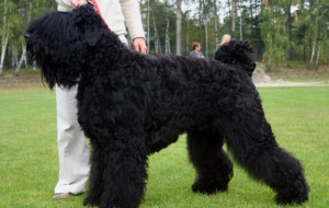 Black Russian Terrier Full HD Black Russian Terrier Full HD