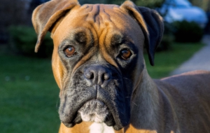 Boxer Dog Background Boxer Dog Background