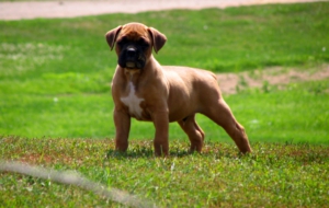 Boxer Dog HD Deskto Boxer Dog HD Deskto