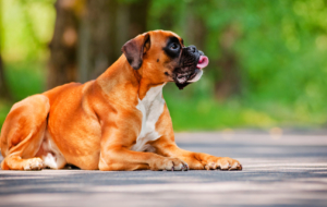 Boxer Dog High Definition Boxer Dog High Definition