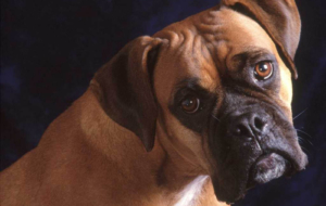 Boxer Dog High Definition Wallpapers Boxer Dog High Definition Wallpapers